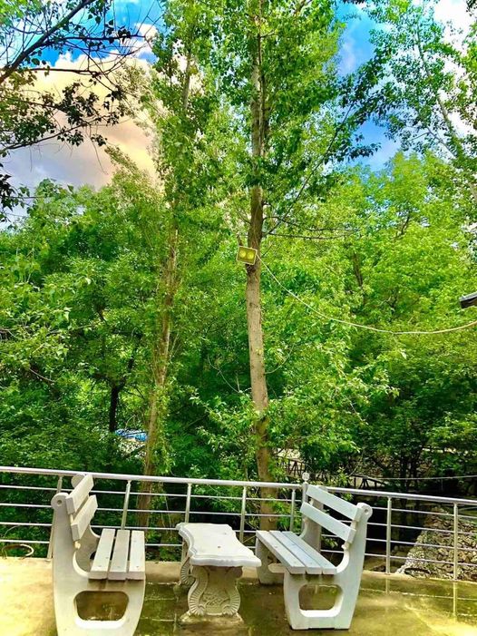 Trees in the Kurdistan Region’s Akoyan valley, locally known as “Doli Akoyan” (Photo: Goran Sabah Ghafour)